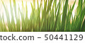 Spring or summer natural background with fresh 50441129