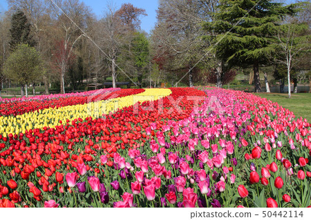 Gardens of Cheverny Castle Gardens of Cheverny Castle 50442114