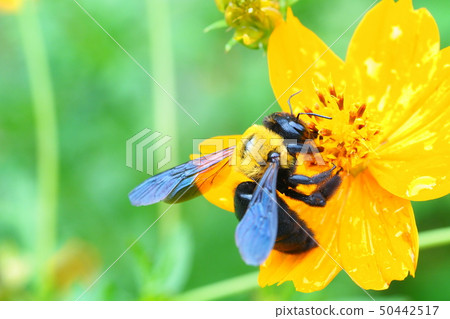 Kimune bee and Kibana cosmos flower 50442517