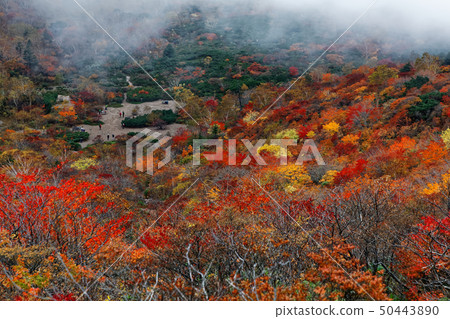 從有薄霧的那須線看見的秋葉Kushigahira 50443890