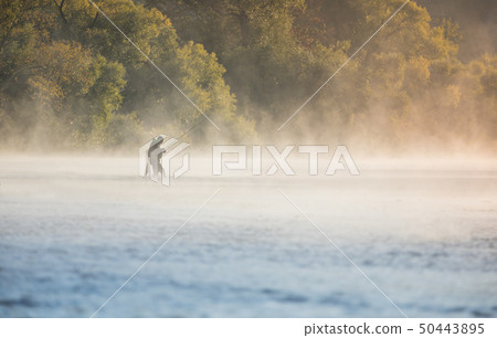 Man fishing in river with fly rod during summer morning. 50443895