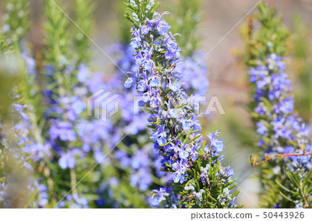 迷迭香花 50443926