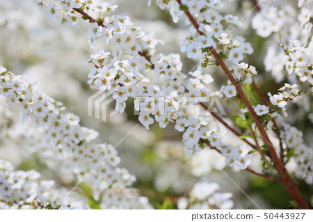 柳花 柳花 50443927