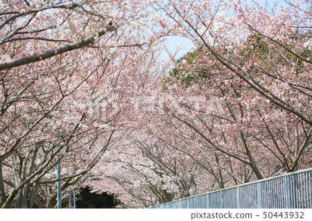 Cherry Blossom Cherry Blossom 50443932