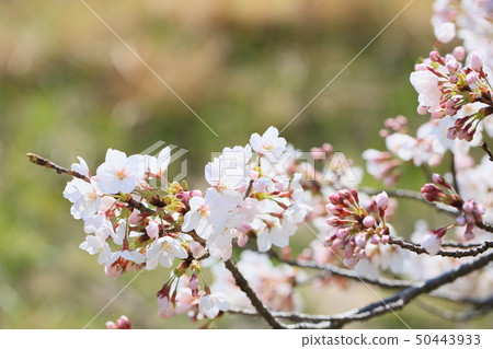 Cherry Blossom Cherry Blossom 50443933