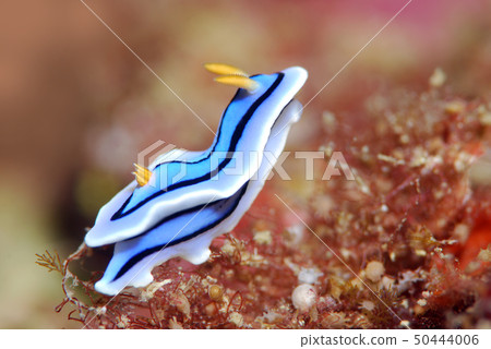 海參 海參 50444006