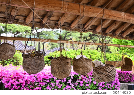 Beautiful spring landscape of Namsan Hanok Village 50444020