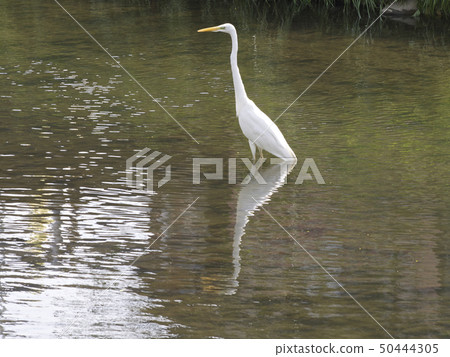 大白鷺 50444305