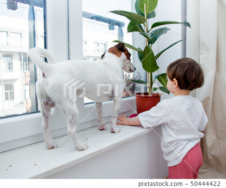 toddler boy with dog and plant near window 50444422