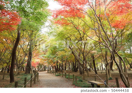 秋季樹葉公園 秋季樹葉公園 50444438