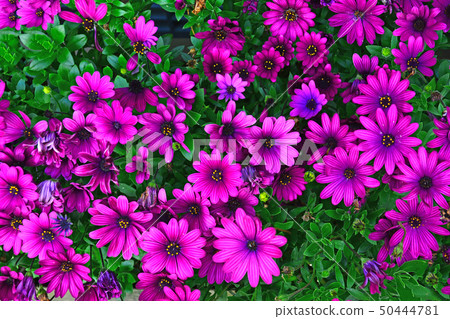 Colorful spring flowers in May Colorful spring flowers in May 50444781