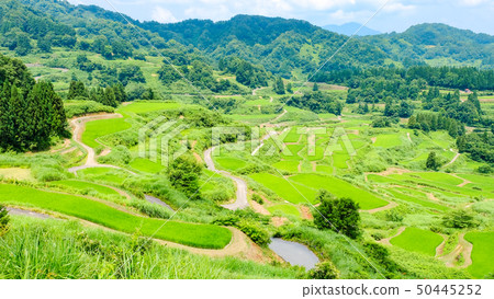 水稻梯田（七月） 50445252