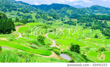 水稻梯田（七月） 50445253