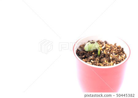 Germination of edamame sprout Germination of edamame sprout 50445382