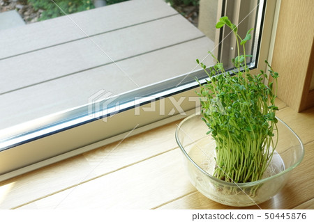 Grow bean sprouts on the windowsill at home 50445876
