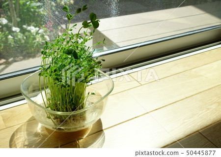 Grow bean sprouts on the windowsill at home Grow bean sprouts on the windowsill at home 50445877