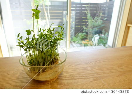 在家裡種植窗台上的豆芽 50445878
