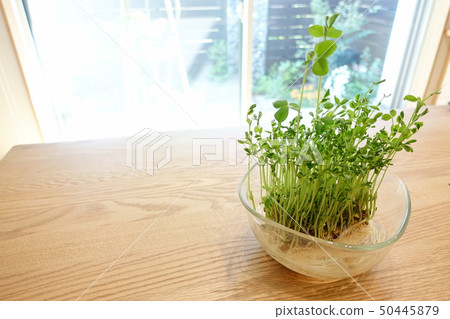 在家裡種植窗台上的豆芽 50445879