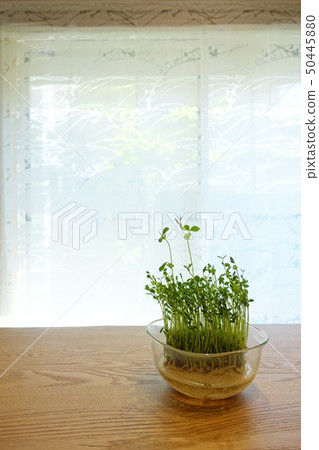 在家裡種植窗台上的豆芽 50445880