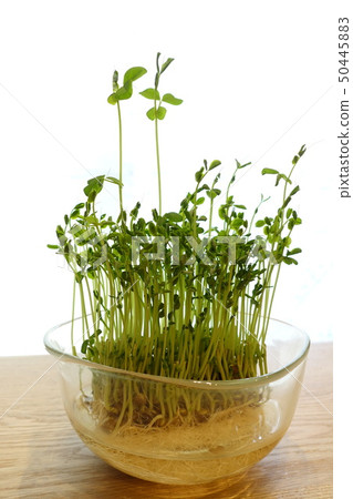 在家裡種植窗台上的豆芽 50445883