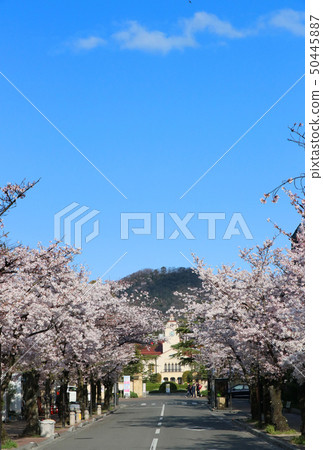 櫻花在學習之前 櫻花在學習之前 50445887