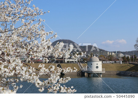 Cherry blossoms of Niteko pond 50445890