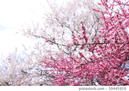 Inabe Plum Forest Park Ume Festival 50445929