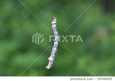 Hiroo Obiton Boedasakuga Hiroo Obiton Boedasakuga 50446085