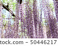  Wisteria flowers 50446217
