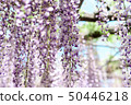  Wisteria flowers 50446218