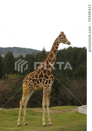 Kirin Right View 50446421