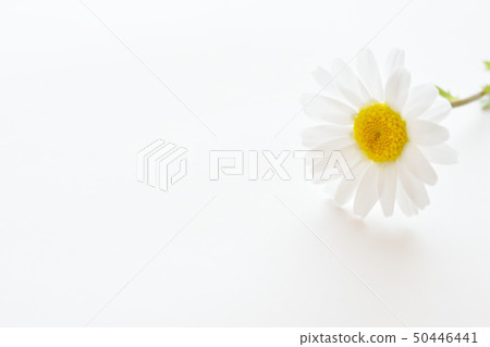 白花 白花 50446441