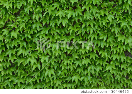 One side of moth plant 50446455