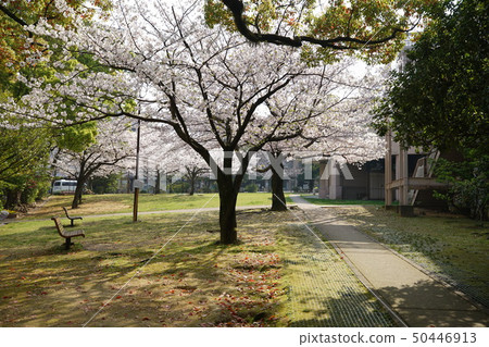 Cherry blossoms in the park that blooms quietly Cherry blossoms in the park that blooms quietly 50446913