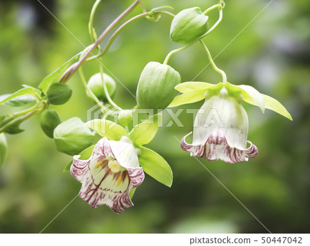 Tsuru胡蘿蔔Tomakomai 50447042