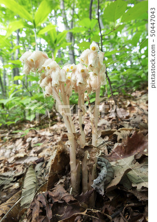 Sakujousou札幌市 50447043