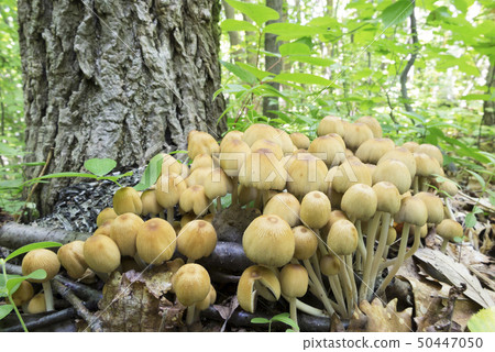 Kiraratake Sapporo City 50447050