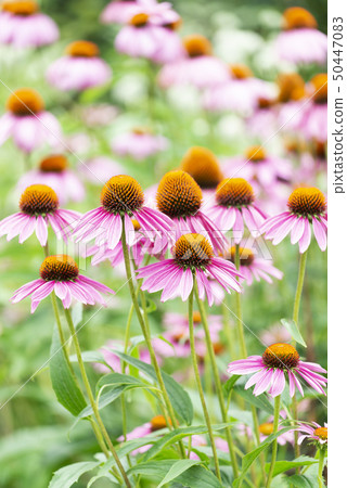 Red-winged beetle Yurigahara park Red-winged beetle Yurigahara park 50447083