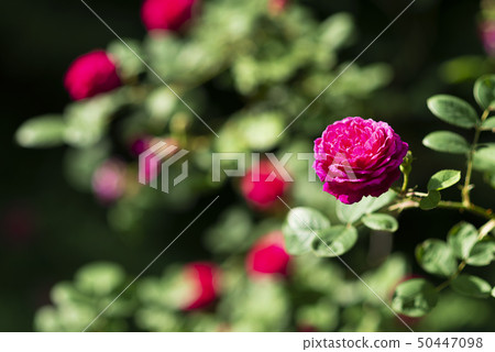 Old Rose Gypsy Boy Yurigahara Park Old Rose Gypsy Boy Yurigahara Park 50447098