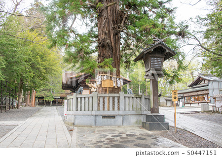 Nagano Prefecture Suwa Taisha Shrine Akimiya Sleeping Sugi Nagano Prefecture Suwa Taisha Shrine Akimiya Sleeping Sugi 50447151