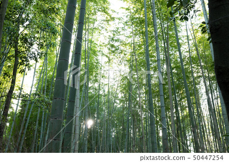 Wind blowing in Kyoto Chino 50447254