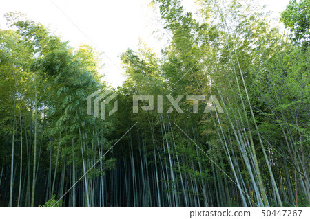 吹在京都奇諾的風 吹在京都奇諾的風 50447267