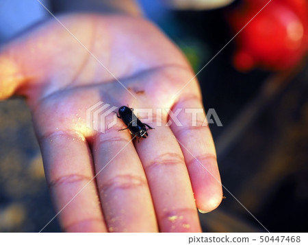 Chibi-wagga of the palm 50447468