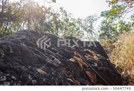 Black Stone or Rock Cliff Mountain Hill on Tree BG Black Stone or Rock Cliff Mountain Hill on Tree BG 50447749