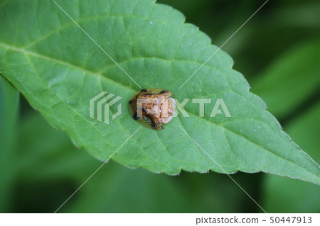 Yotsu Monkey Beetle Yotsu Monkey Beetle 50447913
