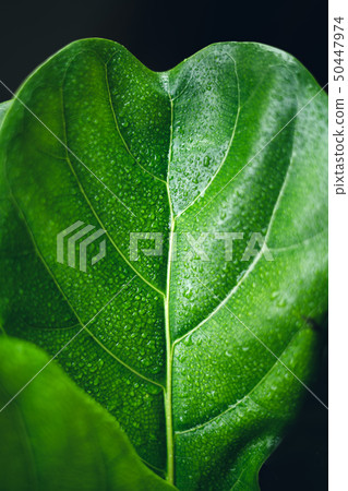 Dark green leaves texture Water drops on the leave Dark green leaves texture Water drops on the leave 50447974
