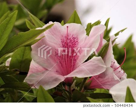 The blooming of azalea The blooming of azalea 50448434