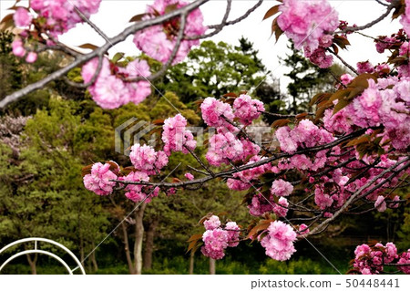 Double-flowered cherry blossoms with many petals Double-flowered cherry blossoms with many petals 50448441