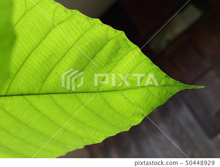 green cell structure texture of nature leaf 50448929