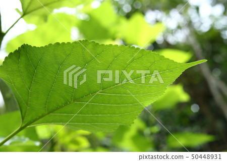 green leaf nature texture 50448931